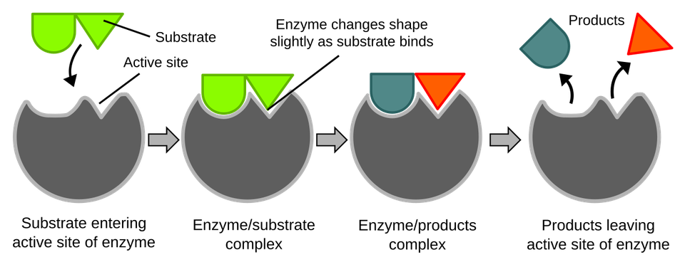 Enzyme action: substrate binding and product release. Follow the substrate into the active site, through the enzyme-substrate complex and out as products. The active site changes shape during binding.