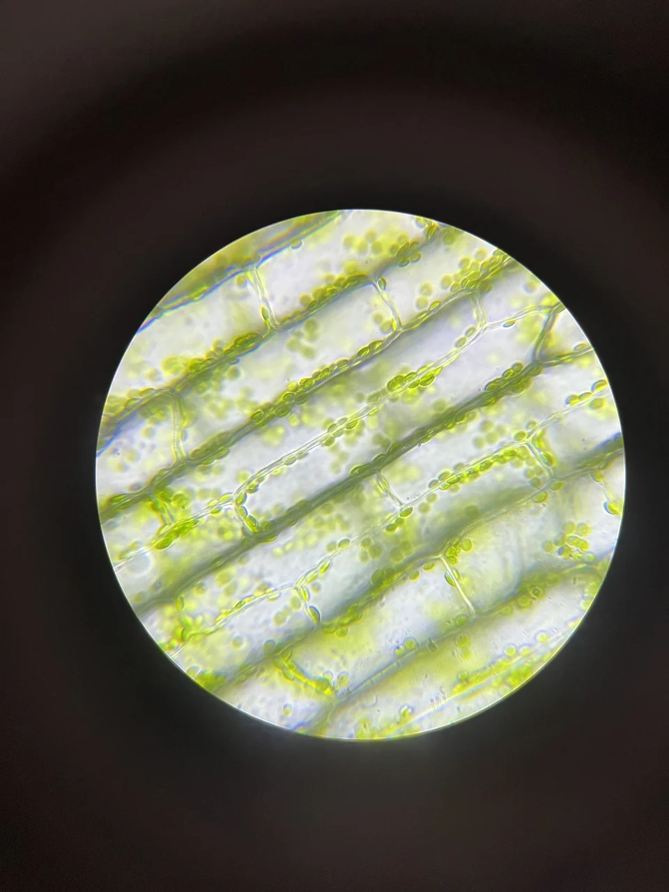 Real Elodea leaf cells seen through a light microscope; green chloroplasts sit inside the boundaries of the plant cells.